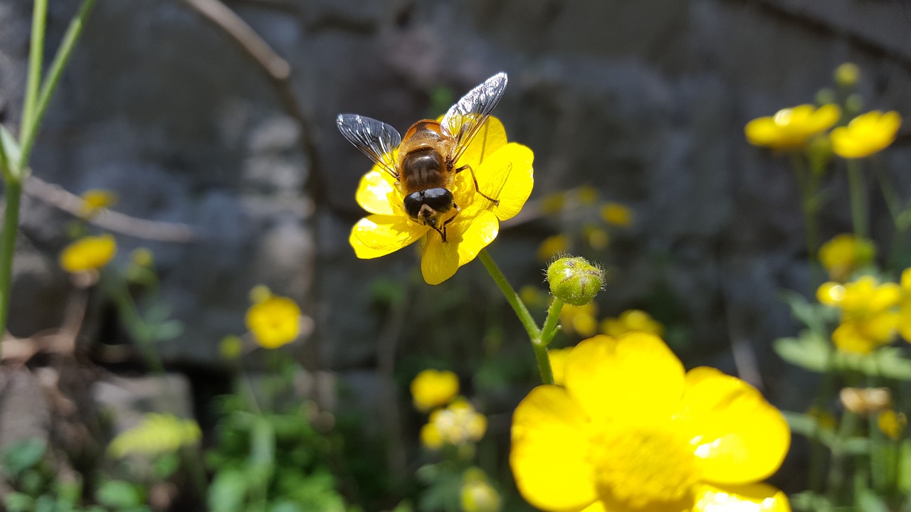 flowers bee garden free photo