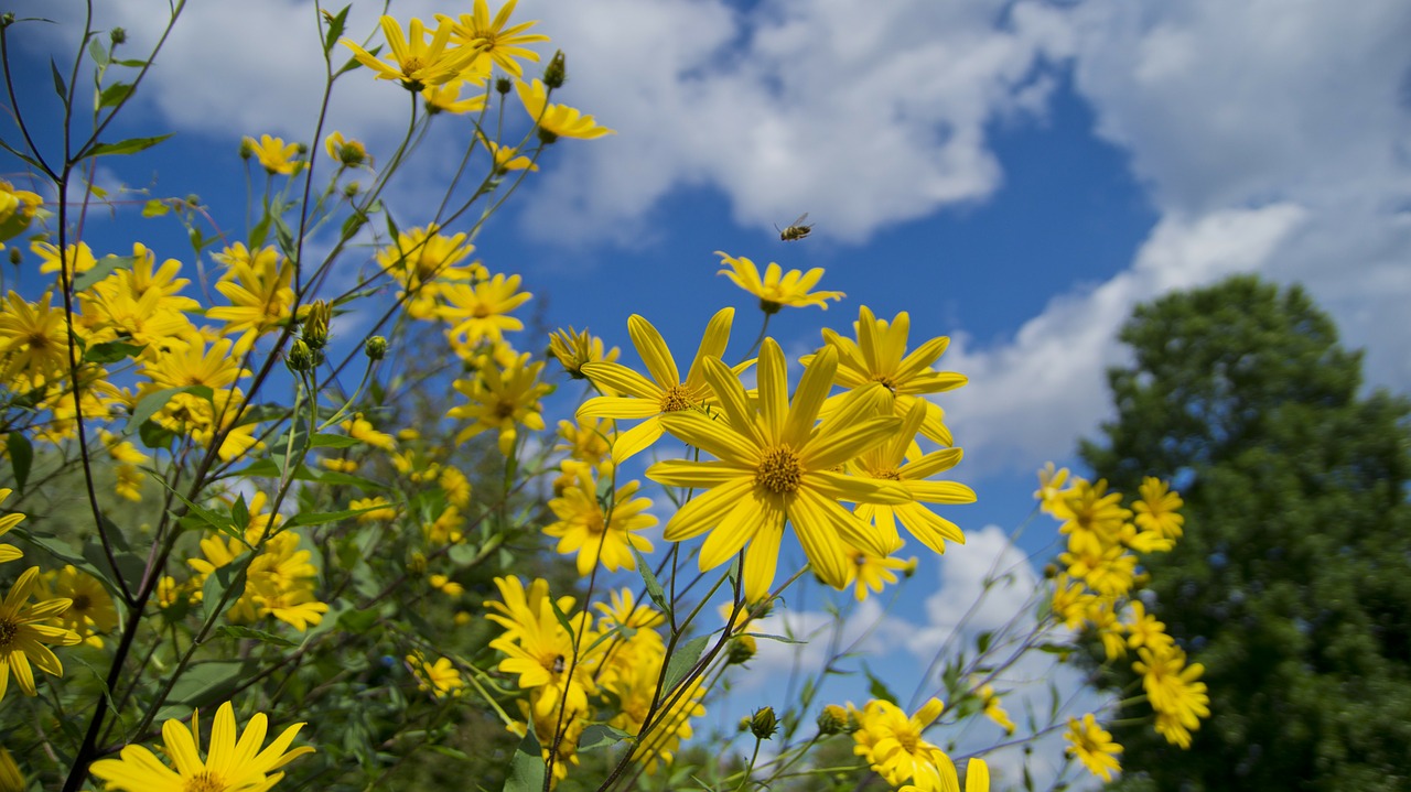 flowers nature plant free photo