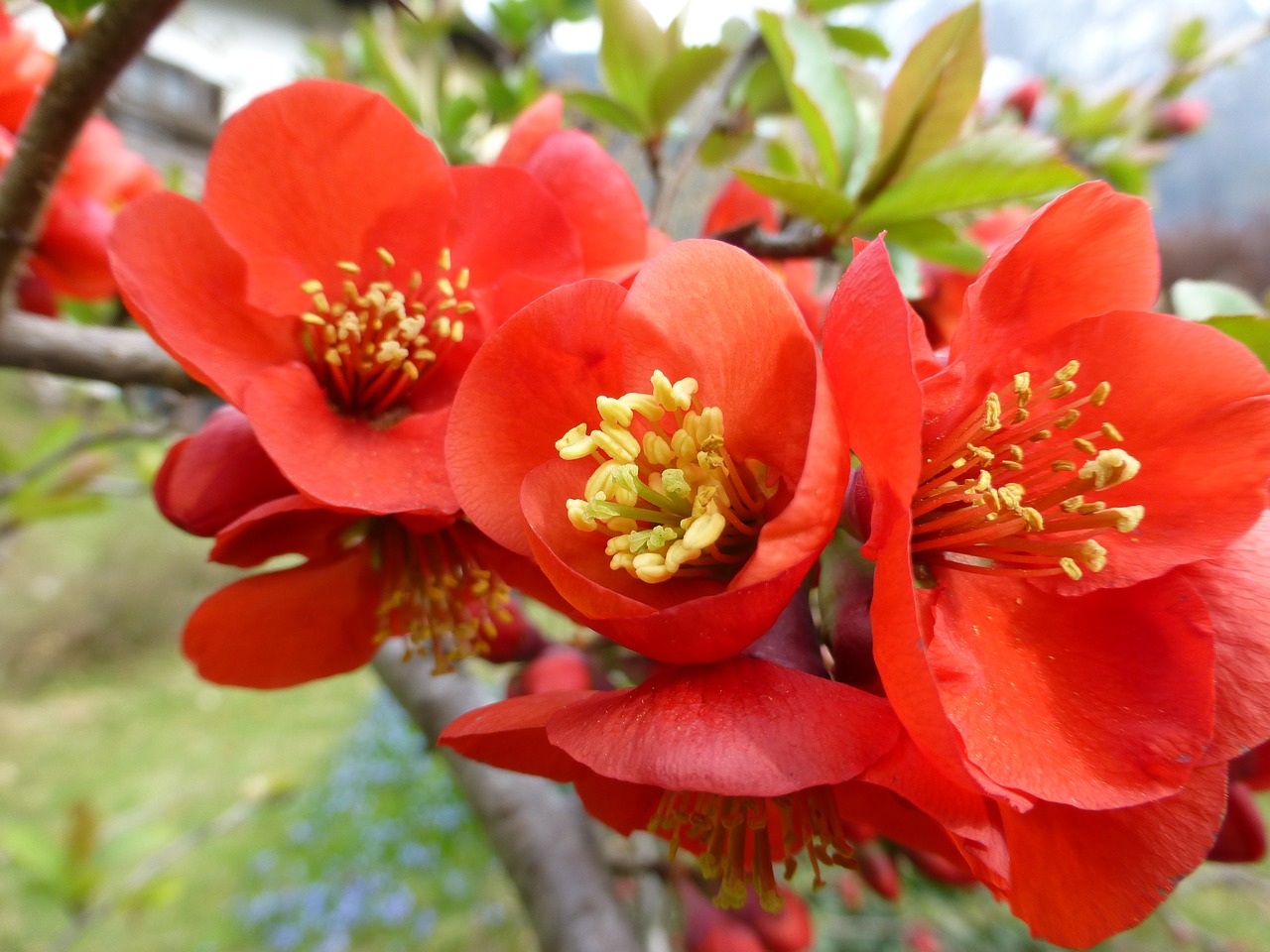 flowers red plant free photo