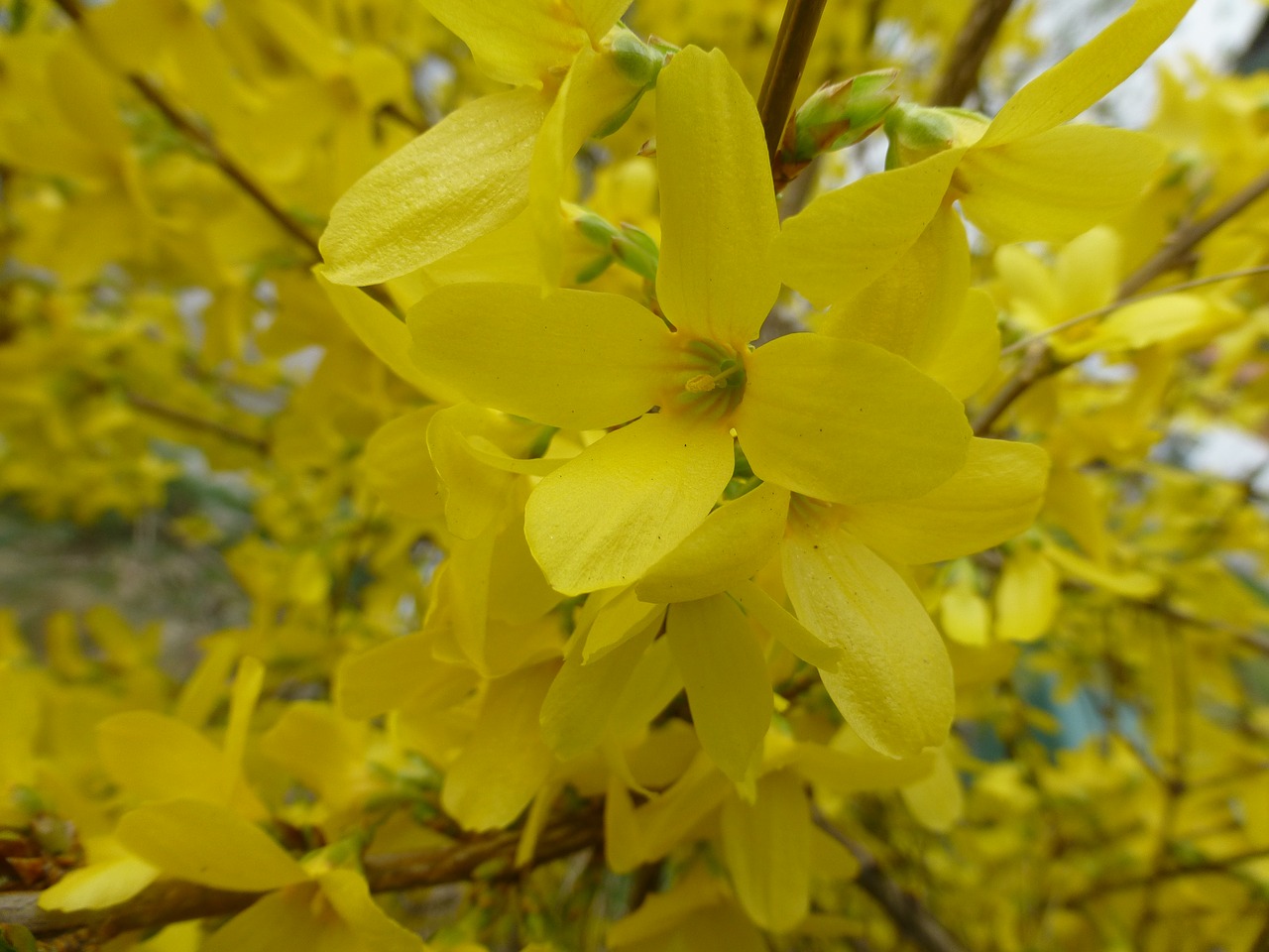 flowers yellow close free photo