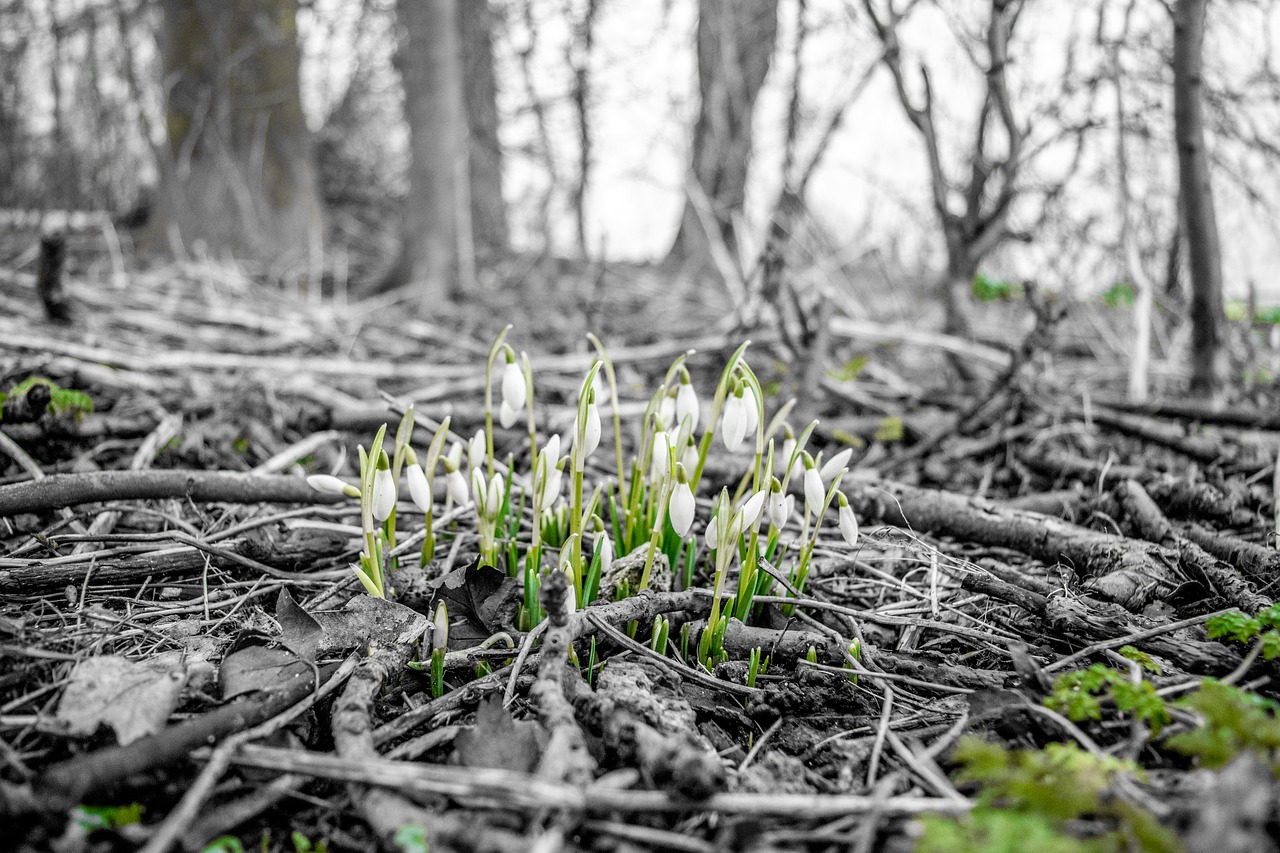 flowers growing winter free photo