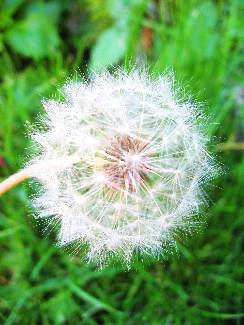 flowers dandelion nature free photo