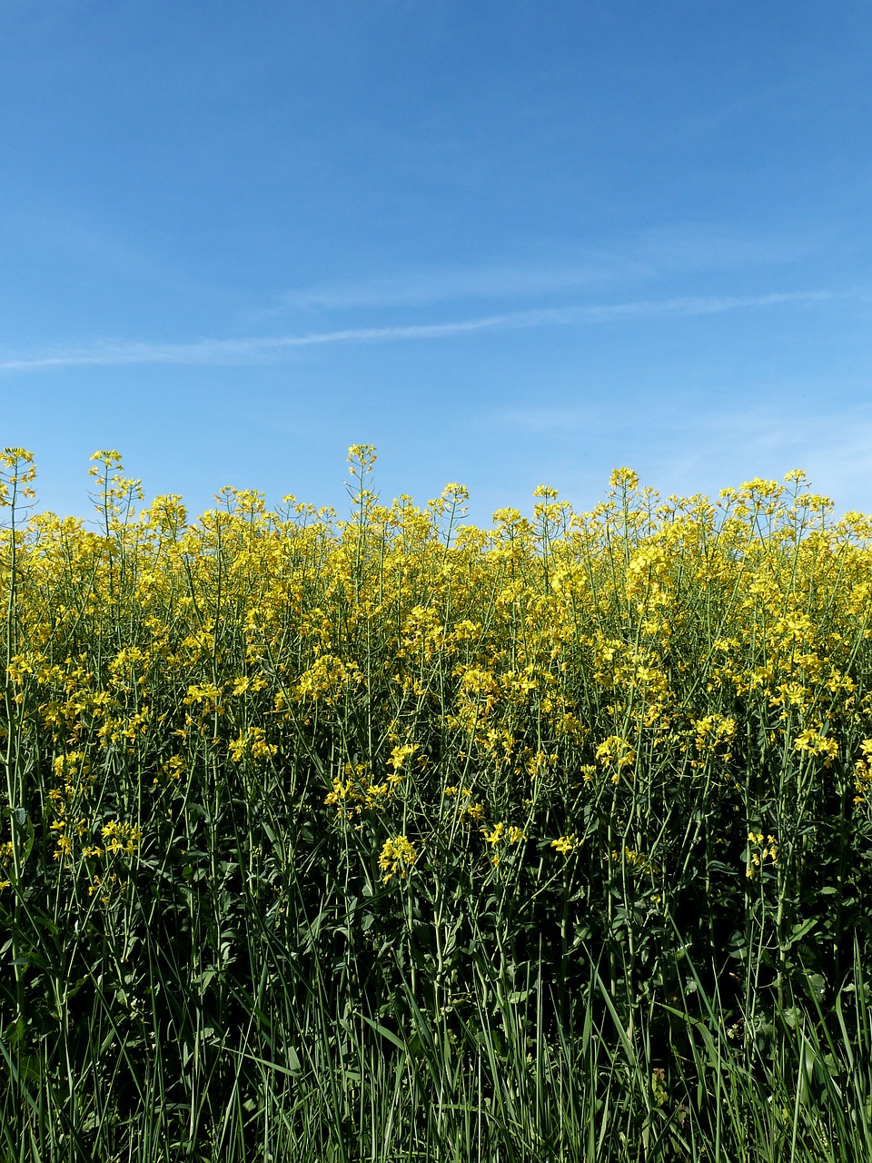 flowers sky yellow free photo