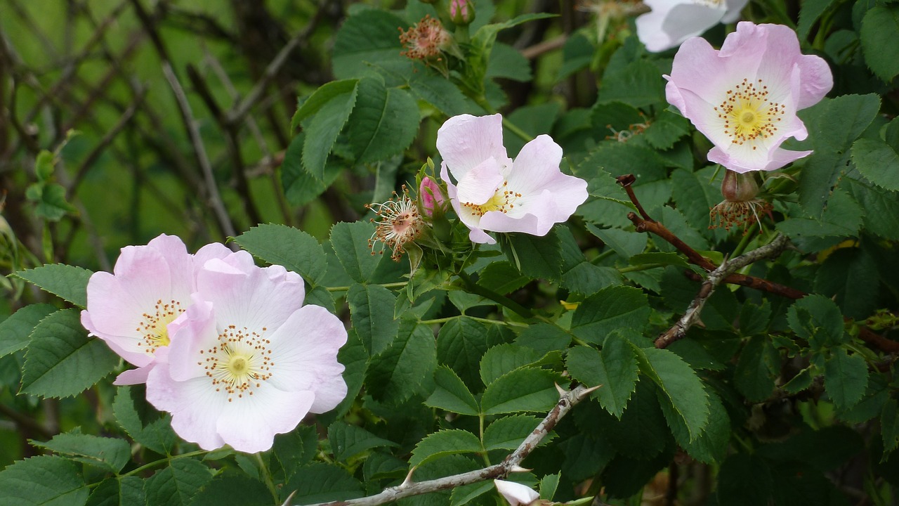 flowers nature thorns free photo