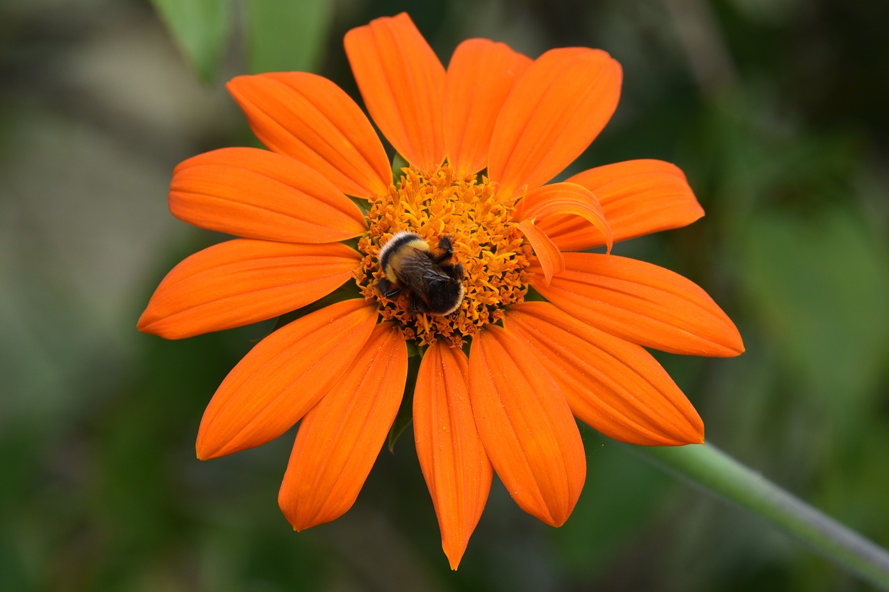 flowers bee orange free photo