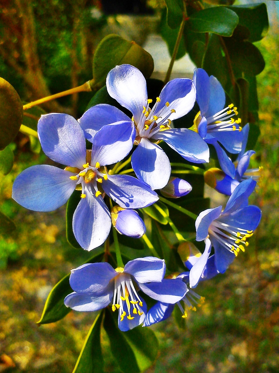 flowers purple nature free photo