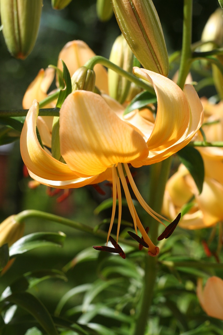 flowers lily flower free photo