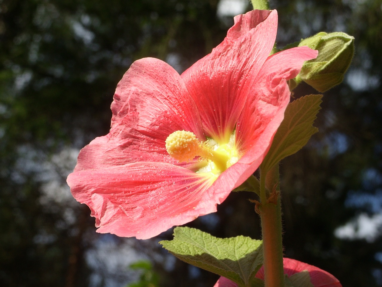 flowers the sun plant free photo