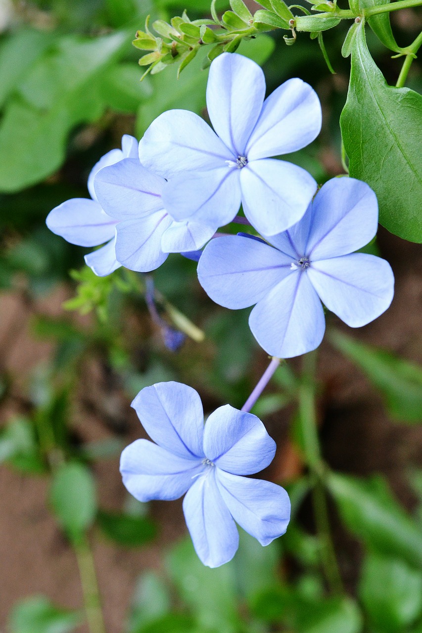 flowers flower blue flower free photo