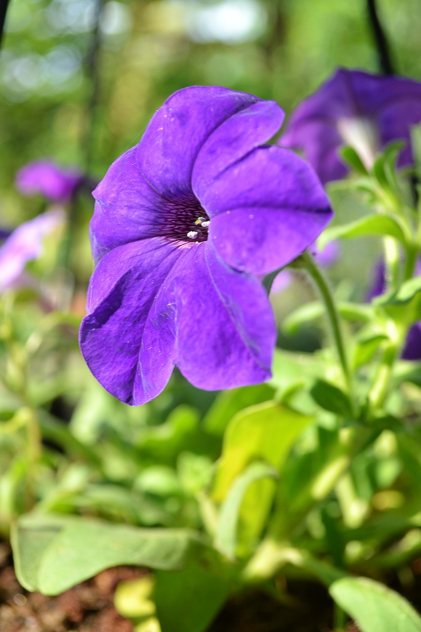 flowers flower purpleflower free photo