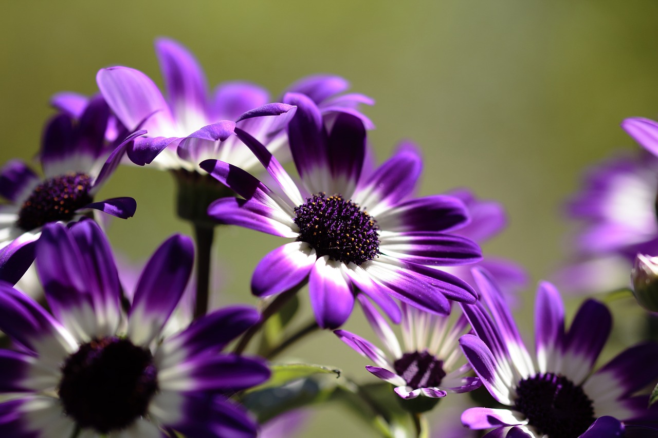 flowers white bouquet free photo