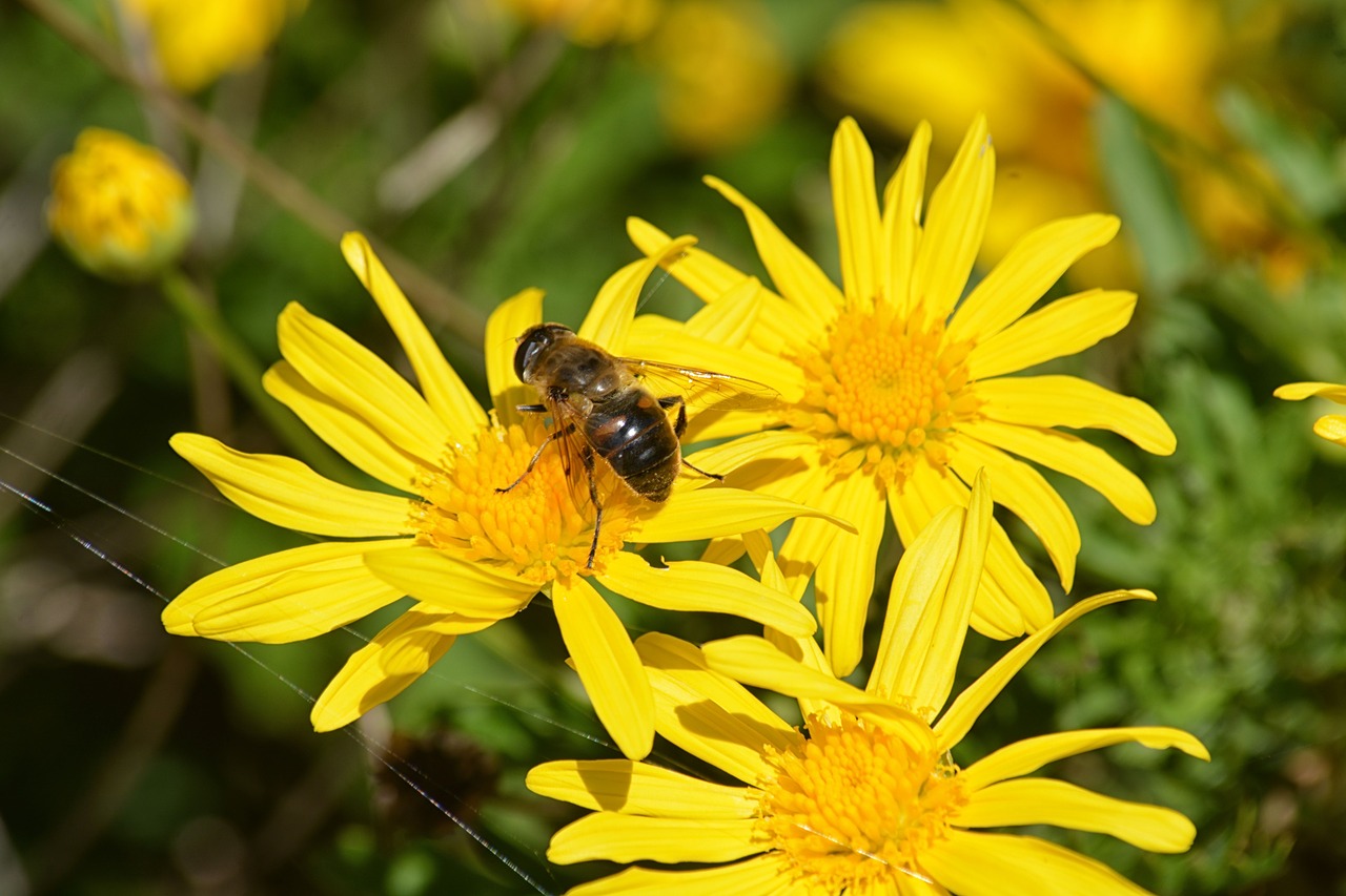 flowers bee forage free photo