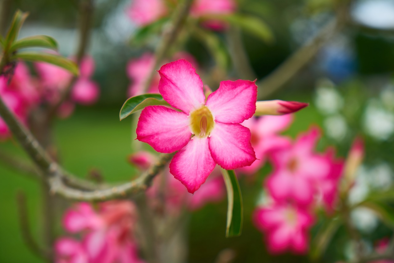 flowers nature plant free photo