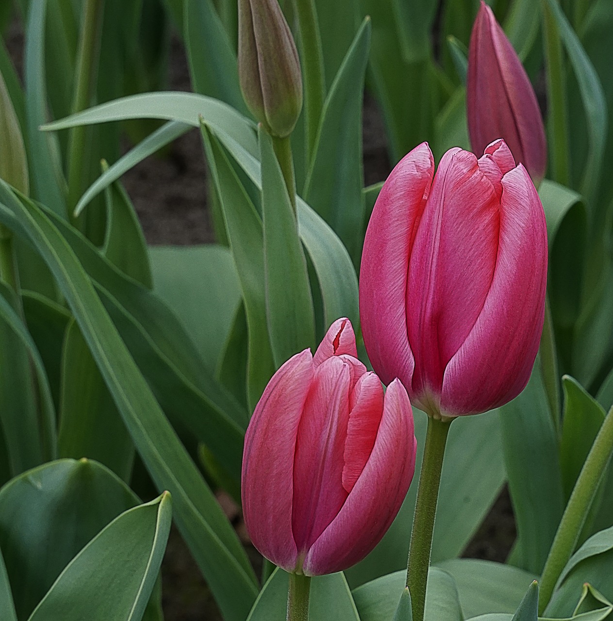 flowers tulips pink free photo