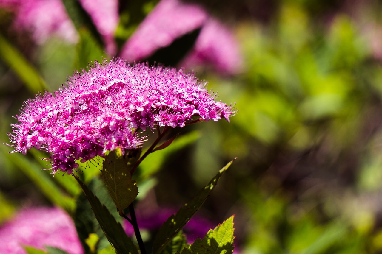 flowers violet blossom free photo