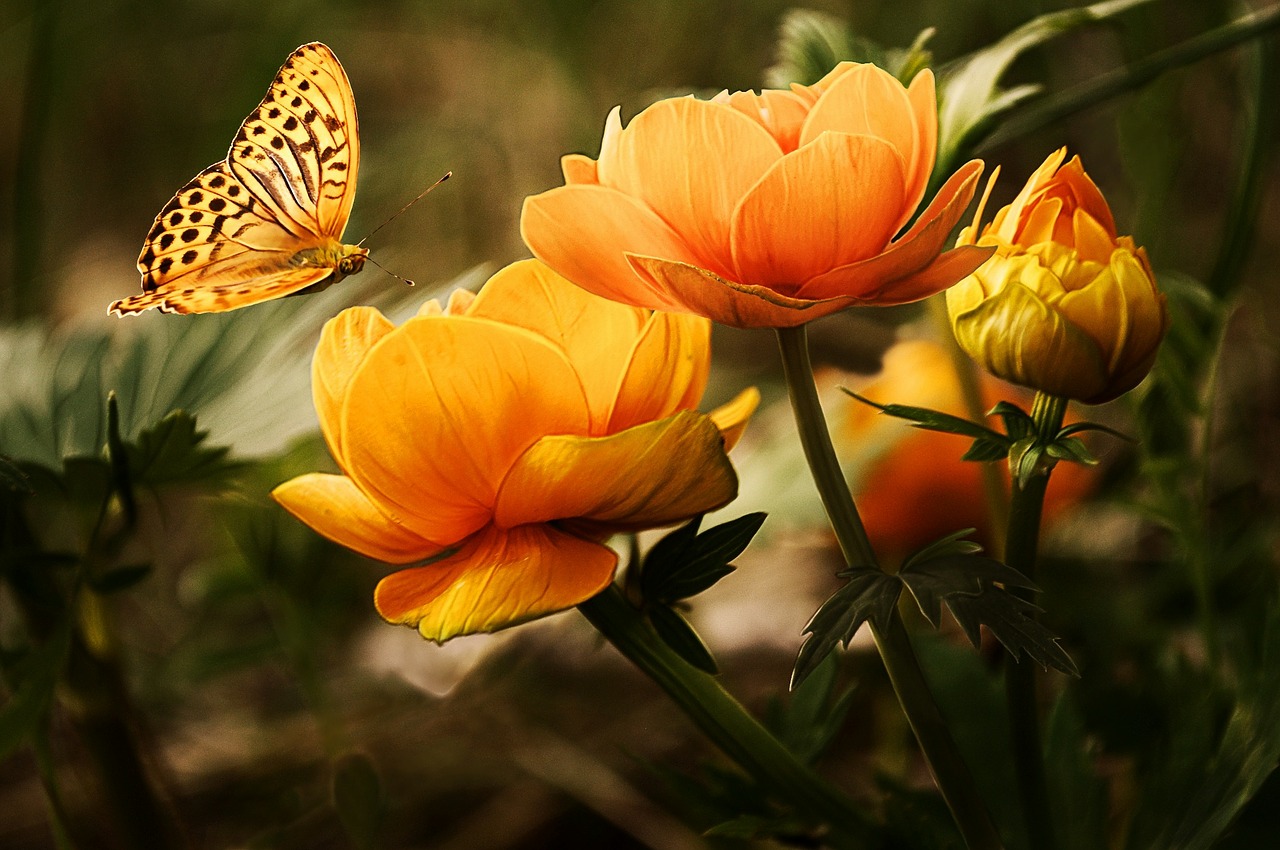 flowers background butterflies free photo