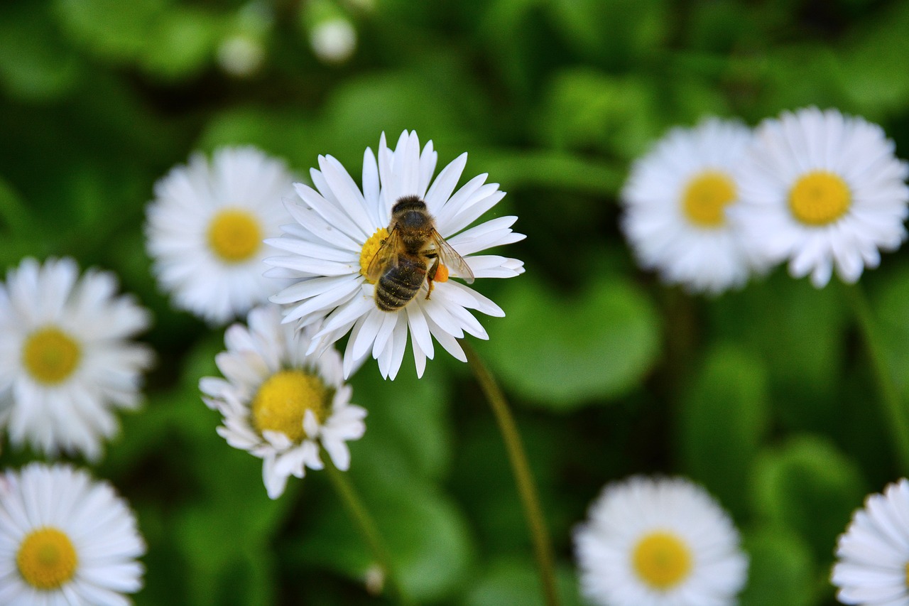 flowers bee forage free photo