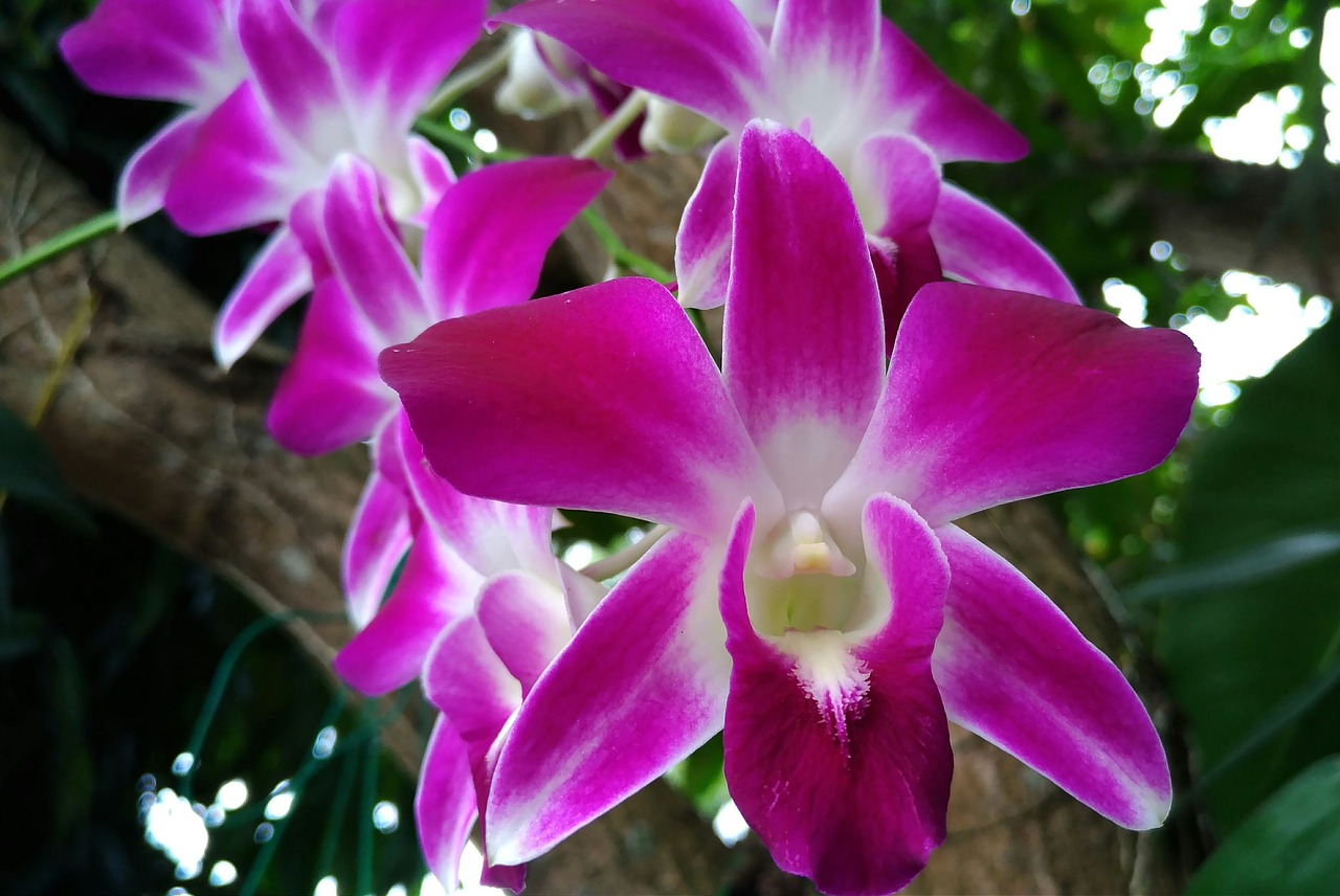 flowers orchid free pictures free photo