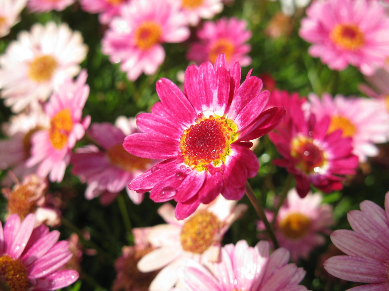 flowers pink blossom free photo