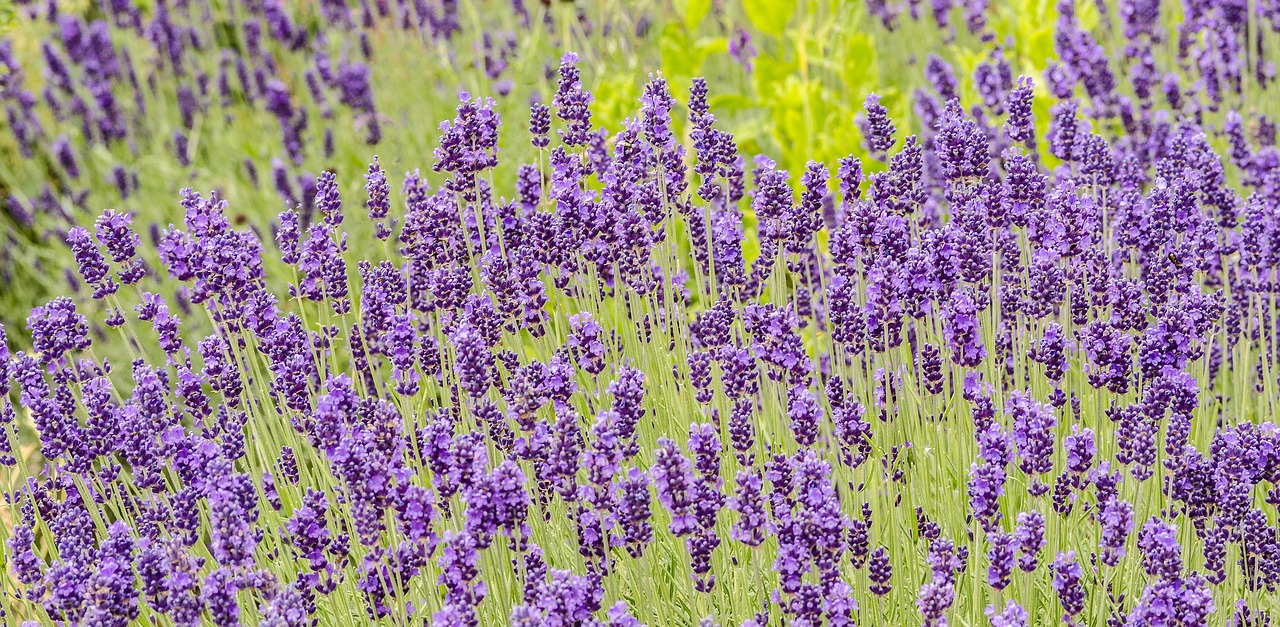 flowers lavender garden free photo