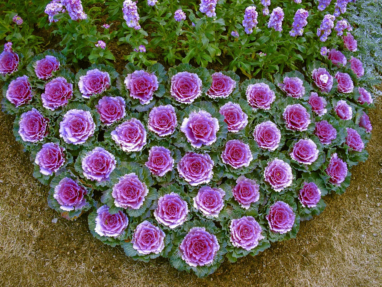 flowers arrangement arranging free photo