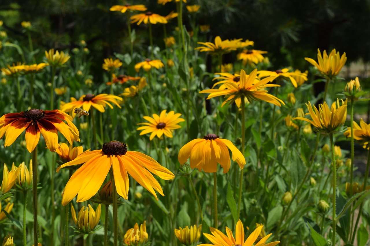 flowers yellow flower yellow free photo