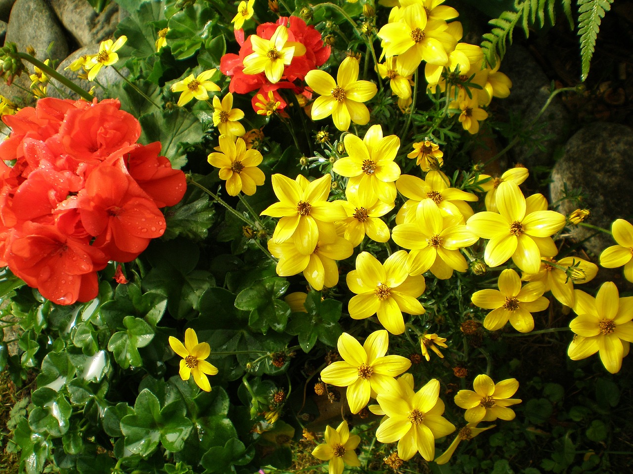 flowers garden plants free photo