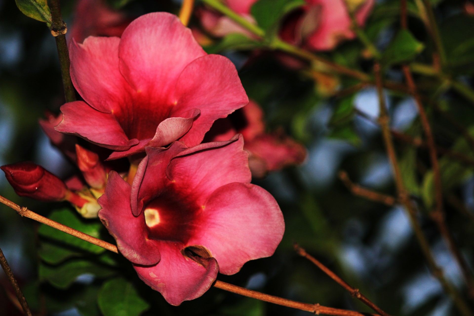 flowers flower red flower free photo