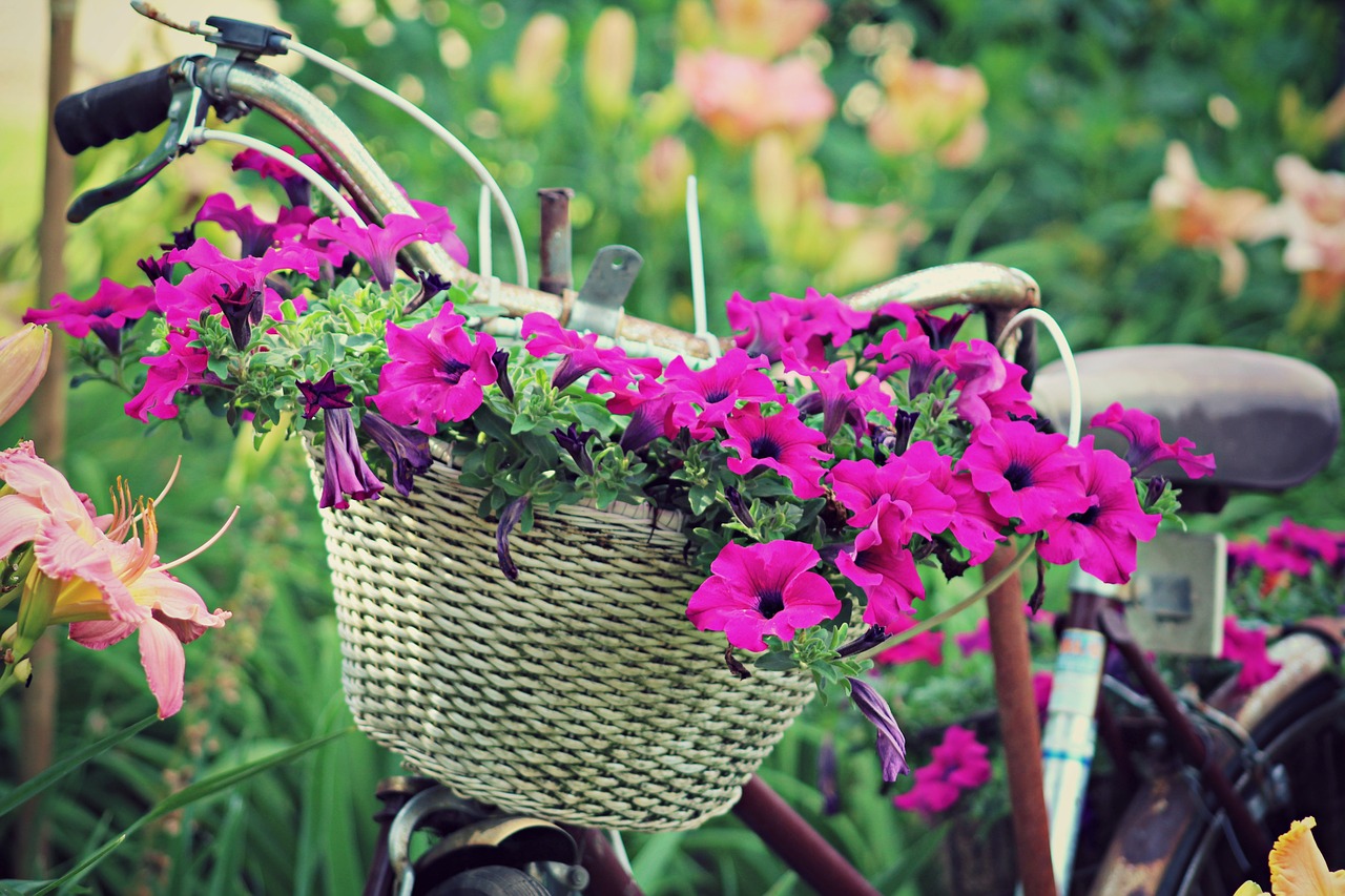 flowers vintage bicycle free photo