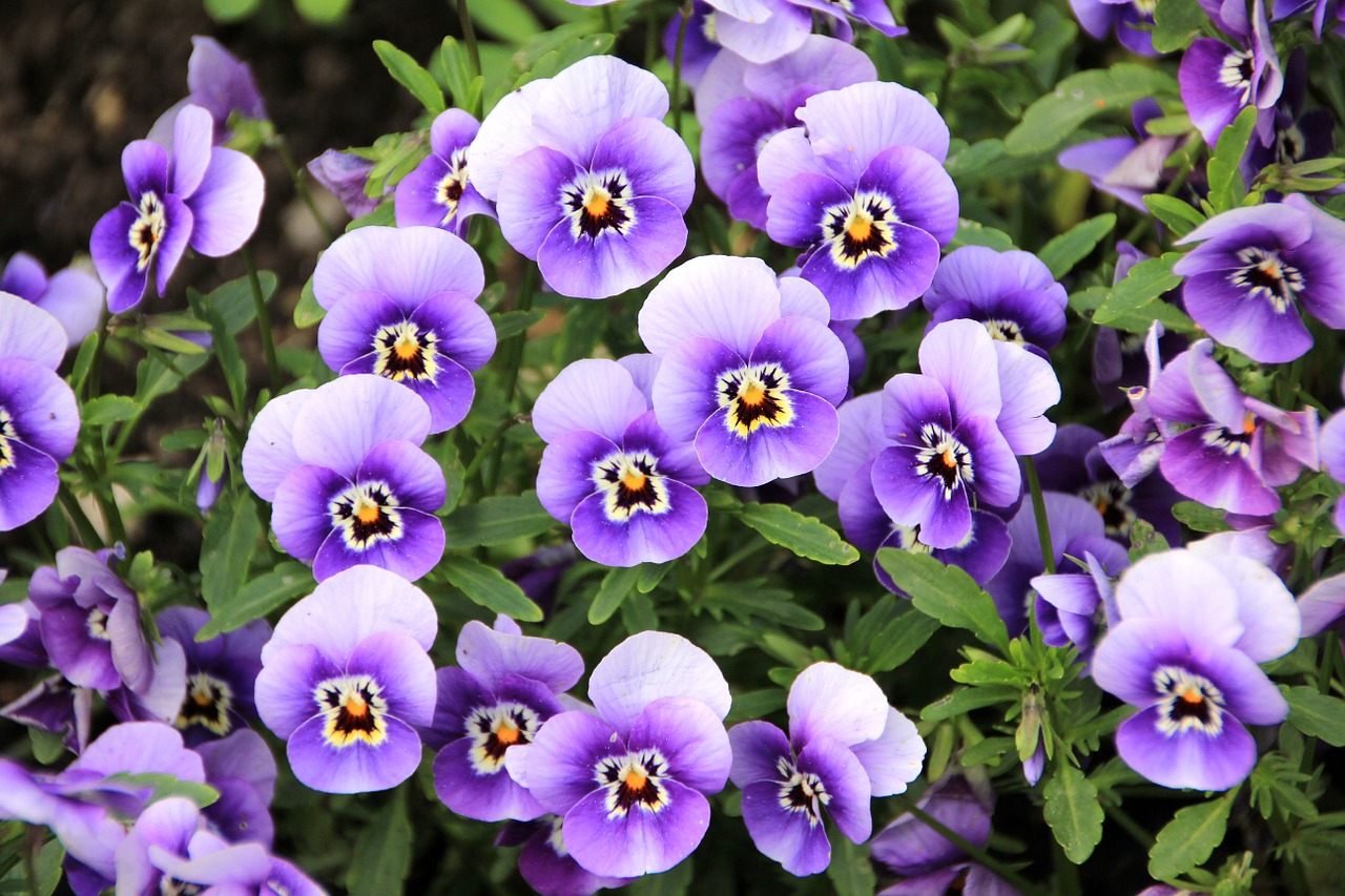 flowers plant purple free photo