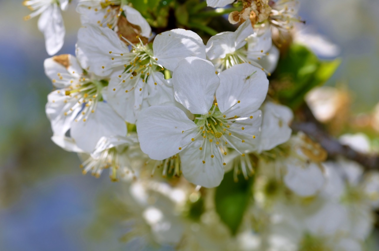 flowers tree spring free photo