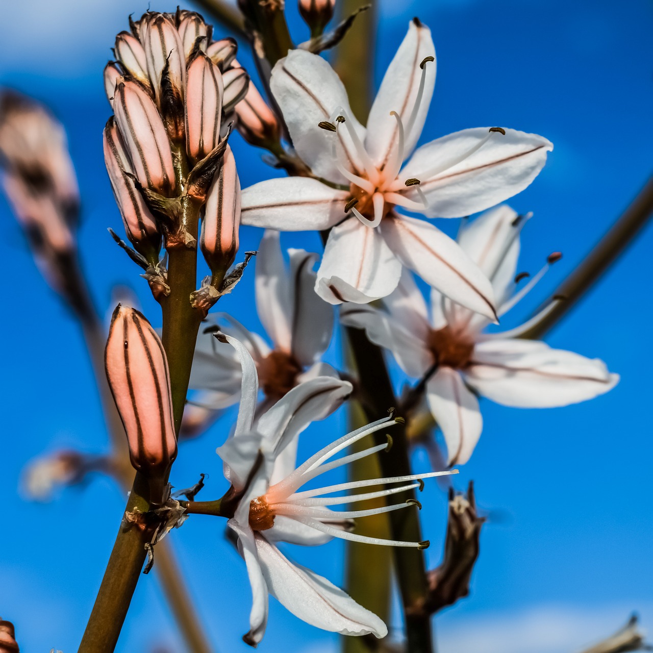 flowers blossom buds free photo