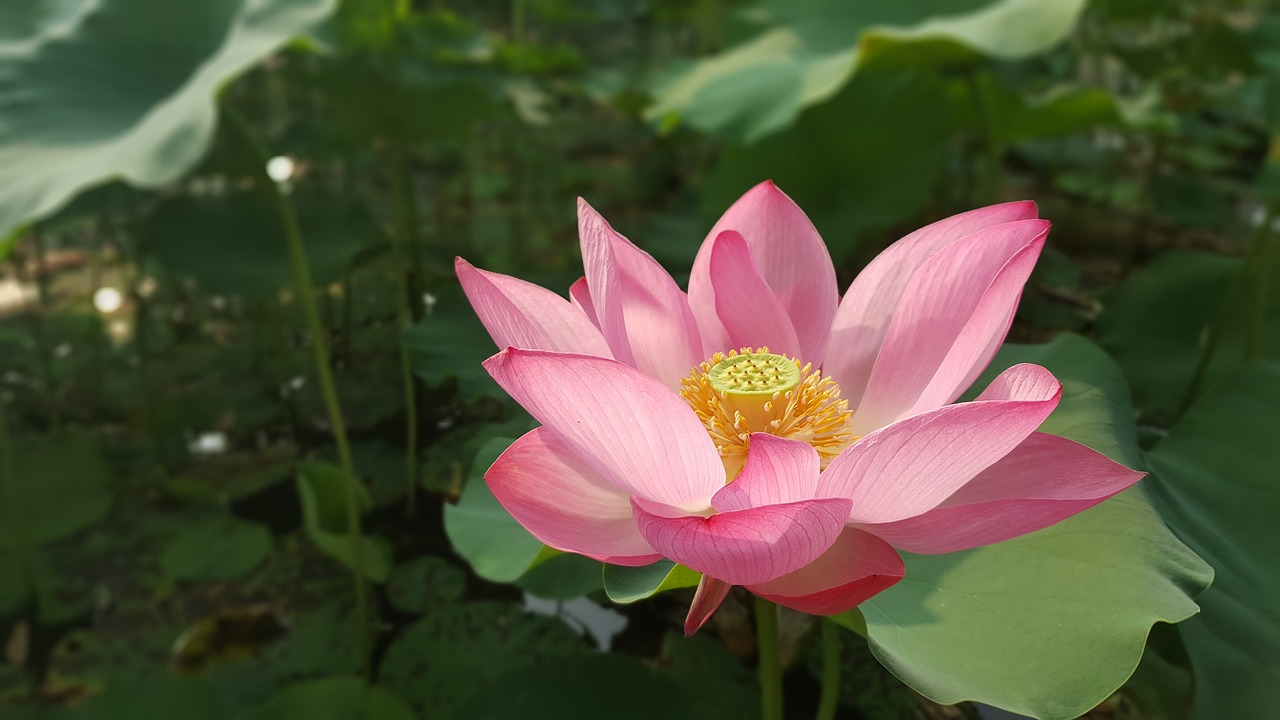 flowers flower lotus free photo