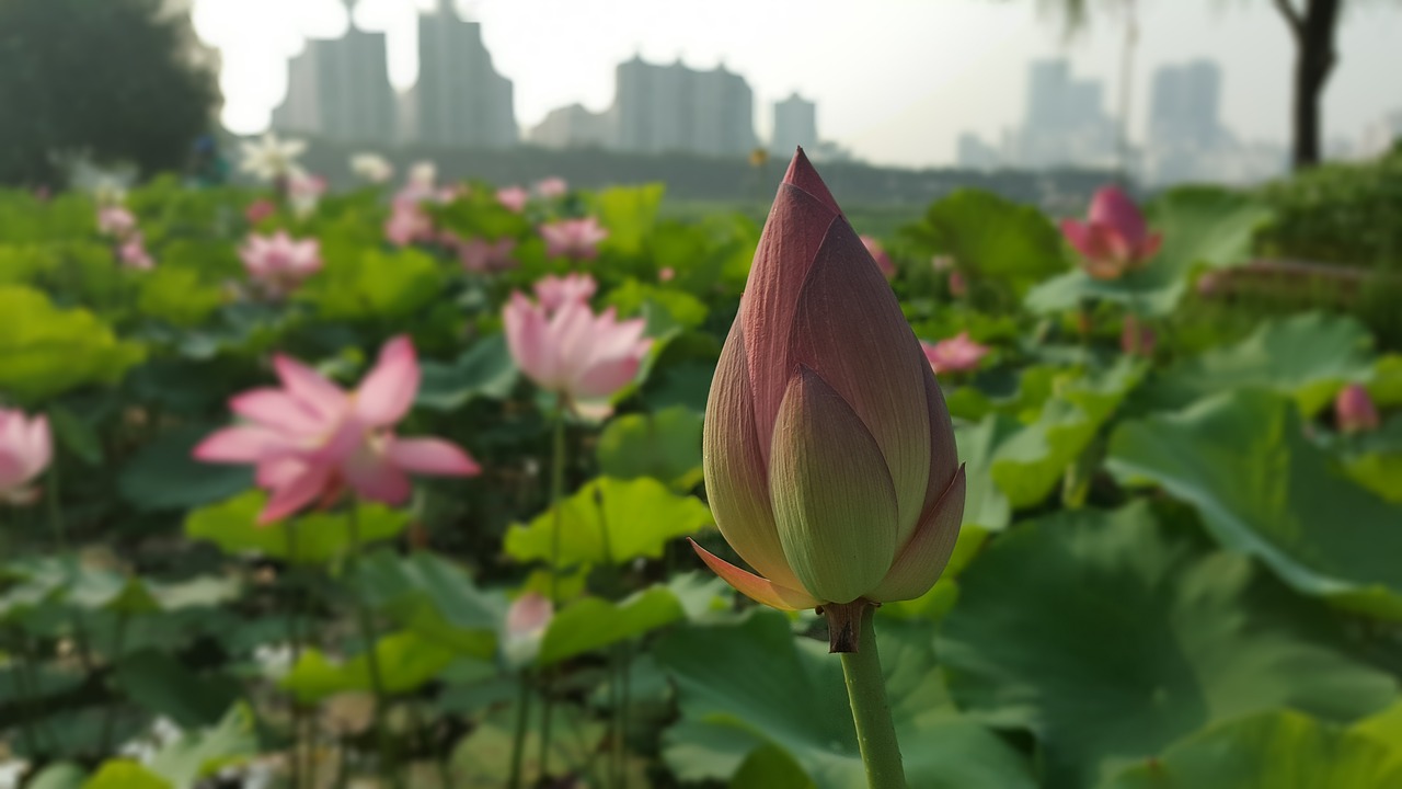 flowers flower lotus free photo