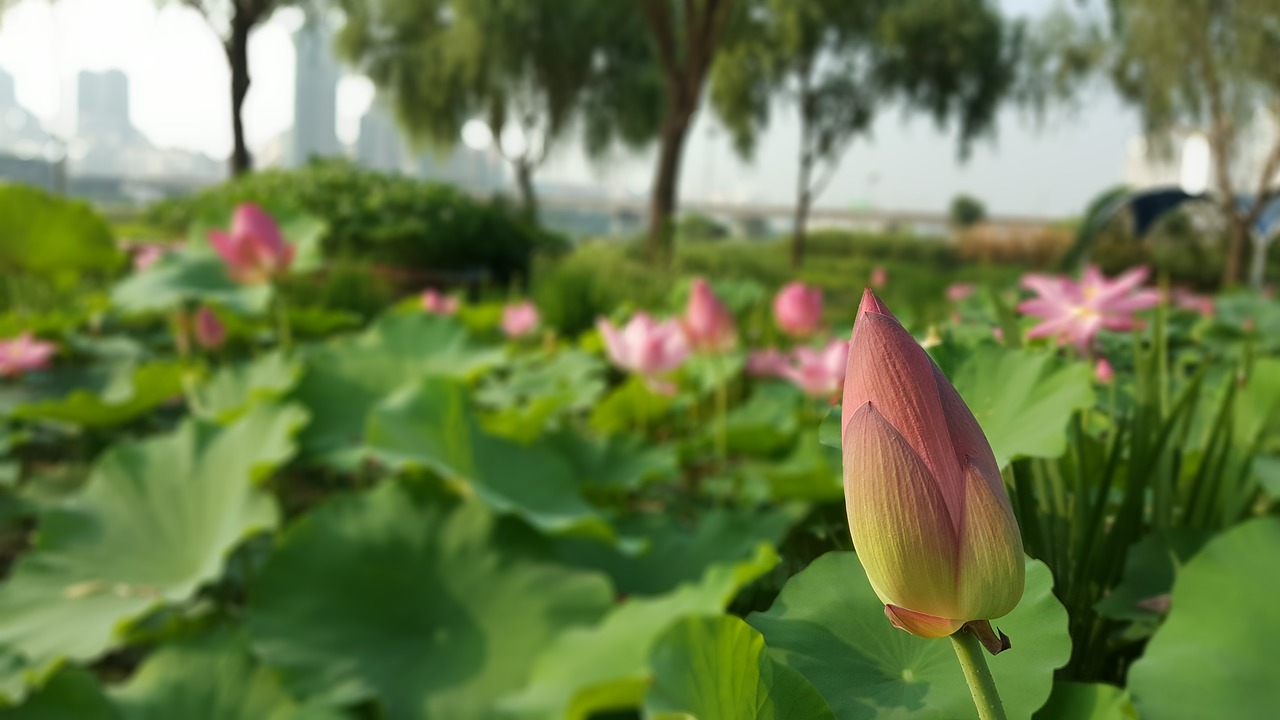 flowers flower lotus free photo
