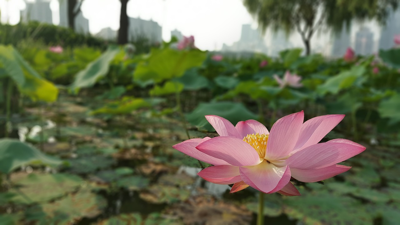 flowers flower lotus free photo