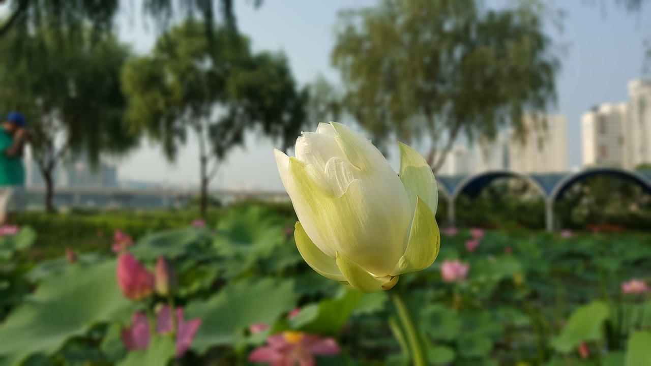 flowers flower lotus free photo