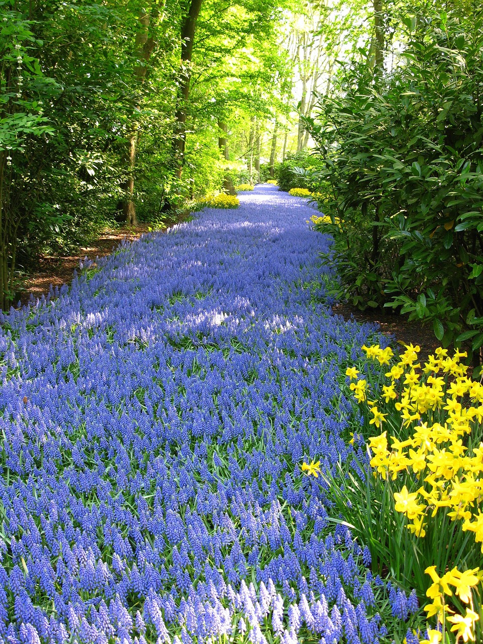 flowers mass planting grape hyacinth free photo