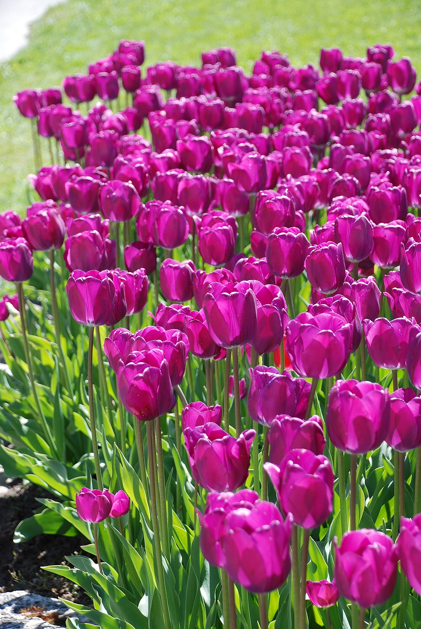 flowers tulips purple free photo