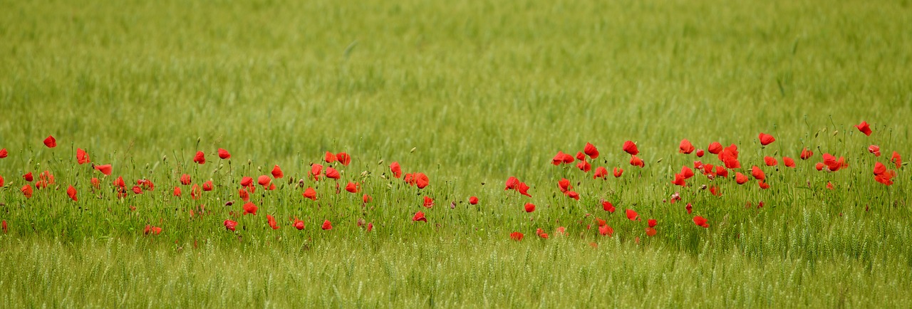 flowers poppies green free photo