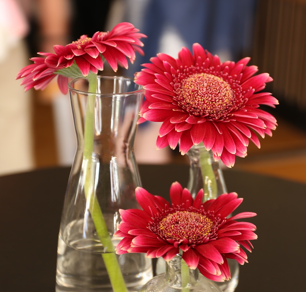 flowers gerbera flower free photo