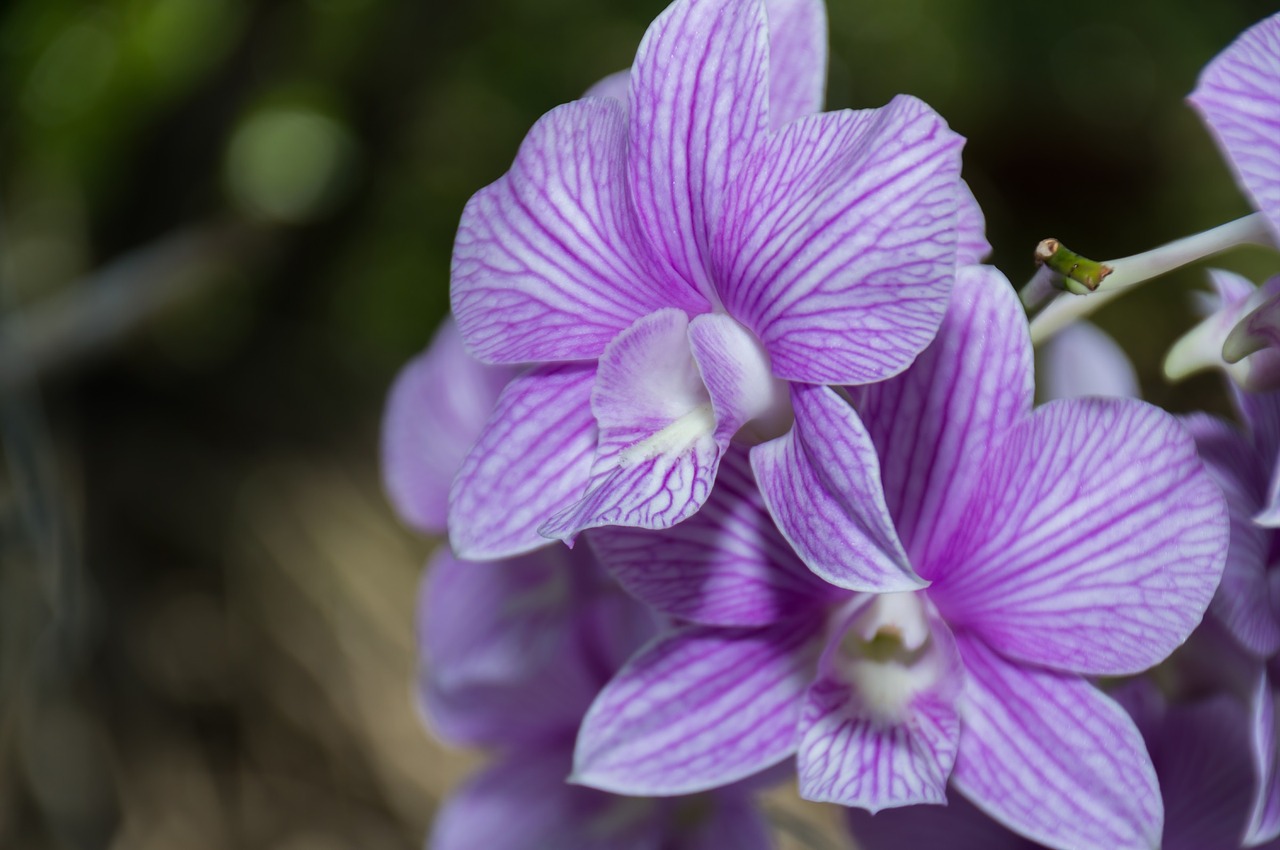 flowers orchid nature free photo