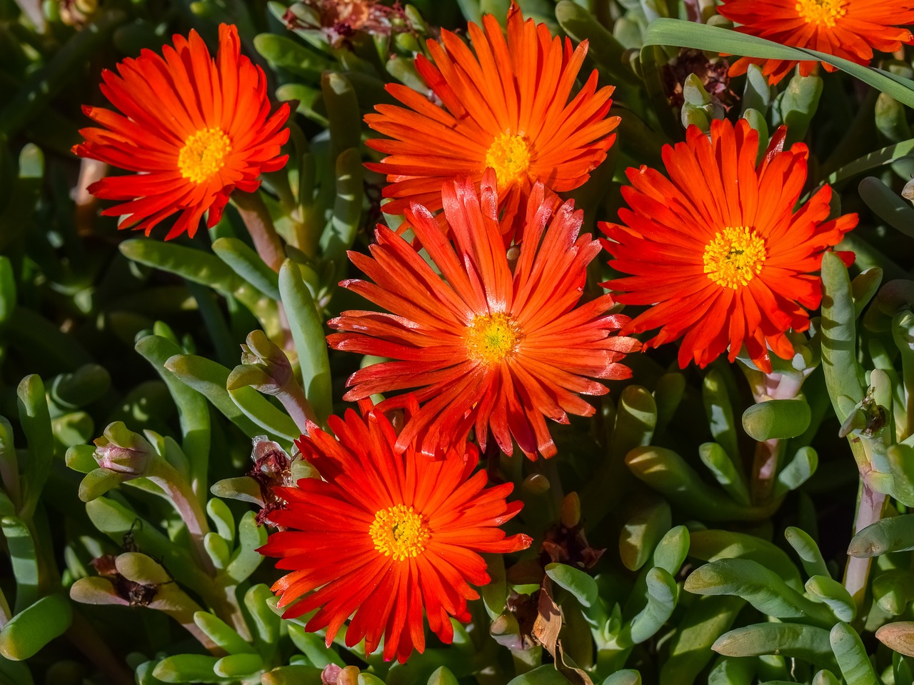 flowers orange blossom free photo