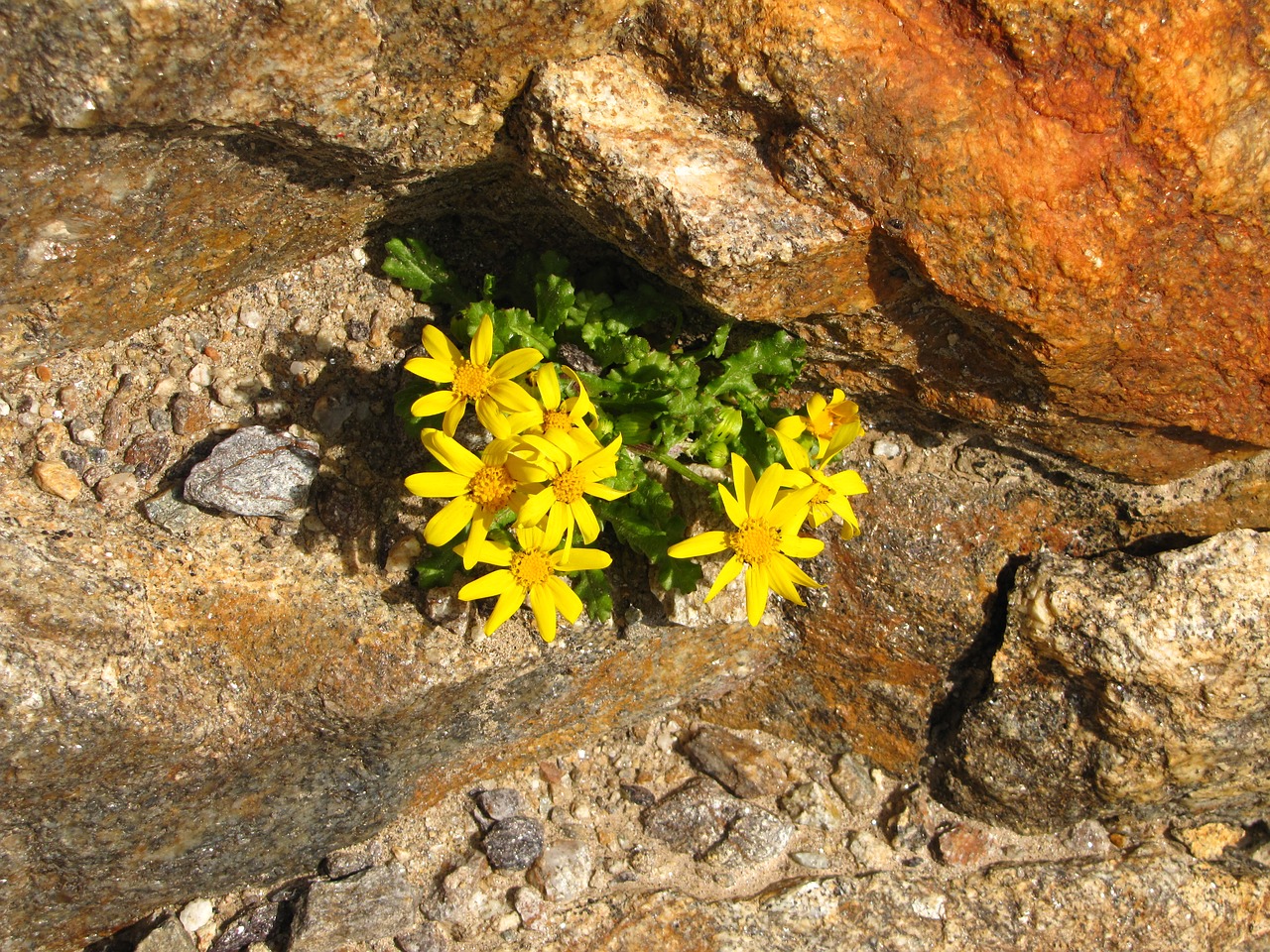 flowers stones mountains free photo