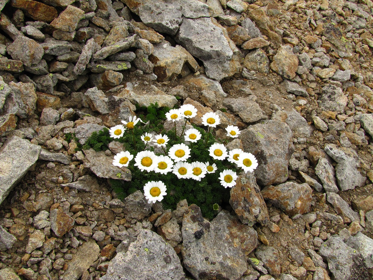 flowers chamomile stones free photo