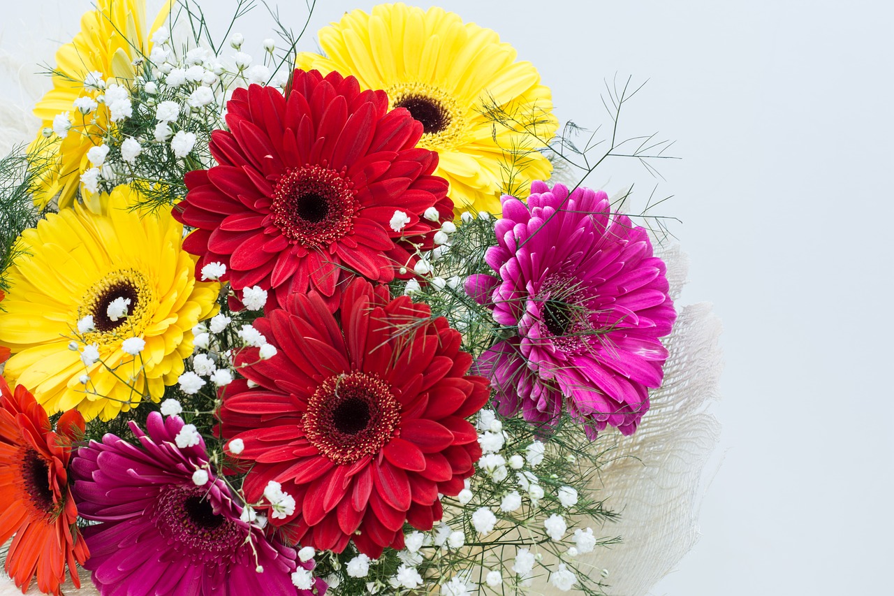 flowers gerbera floral free photo