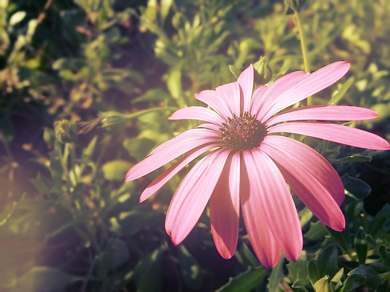 flowers wildflowers purple free photo