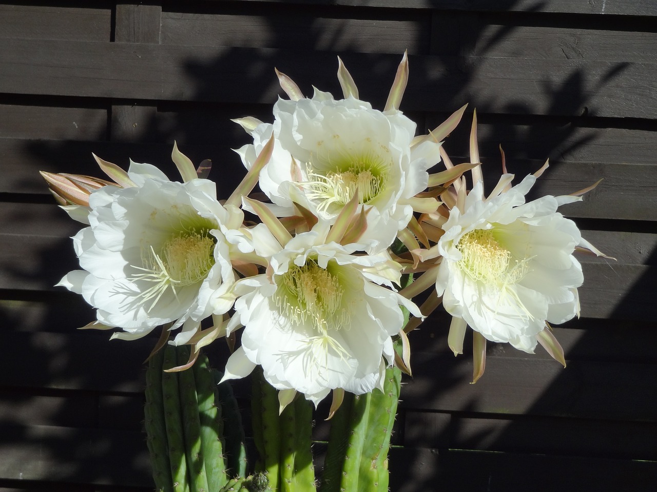 flowers cactus white free photo