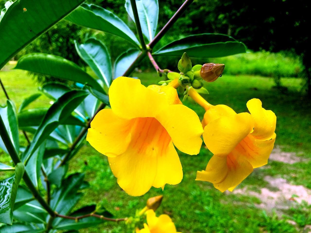 flowers nature yellow free photo