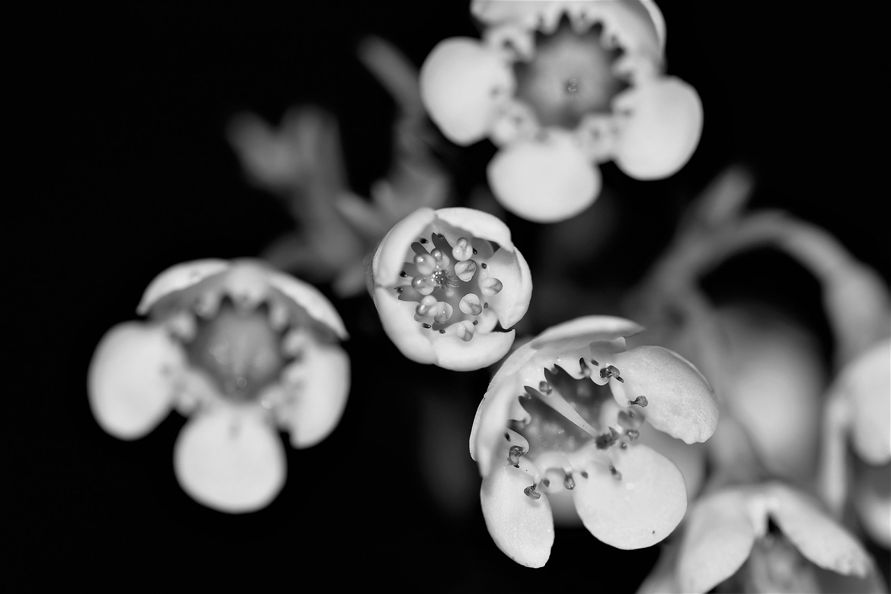 flowers white nature free photo